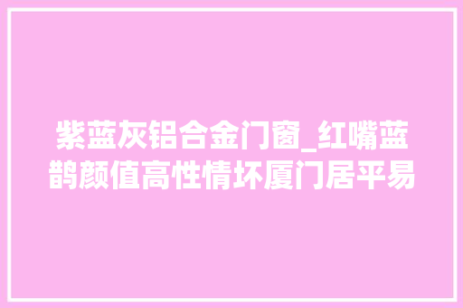 紫蓝灰铝合金门窗_红嘴蓝鹊颜值高性情坏厦门居平易近戴上头盔防末路怒的小鸟空袭多图